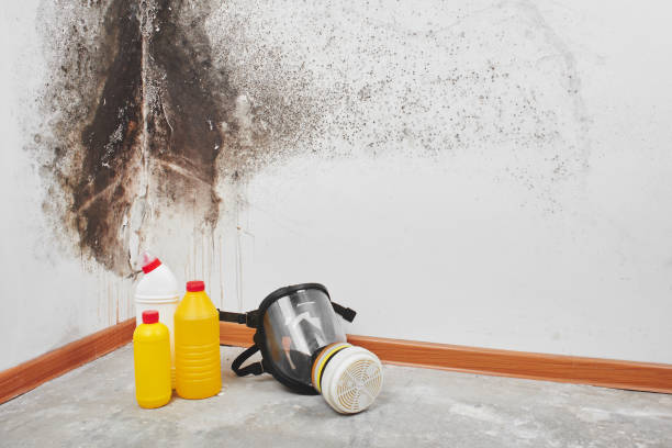 Best Attic Mold Remediation in Brownsville, PA