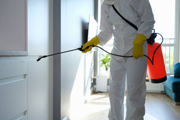 Best DIY Mold Remediation Support Services in Brownsville, PA